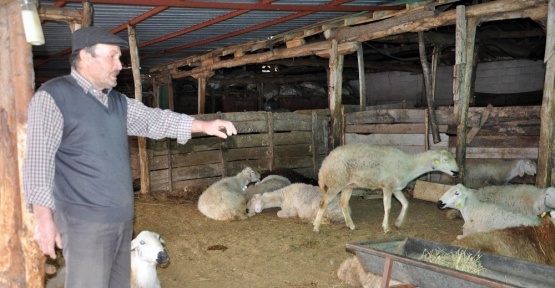 (DÜZELTME) Yozgat’taki koyun ölümleri