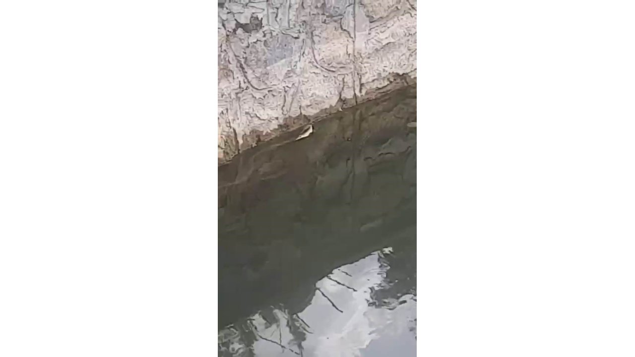 Elazığ’da Yılanın Balık Avı Kamerada