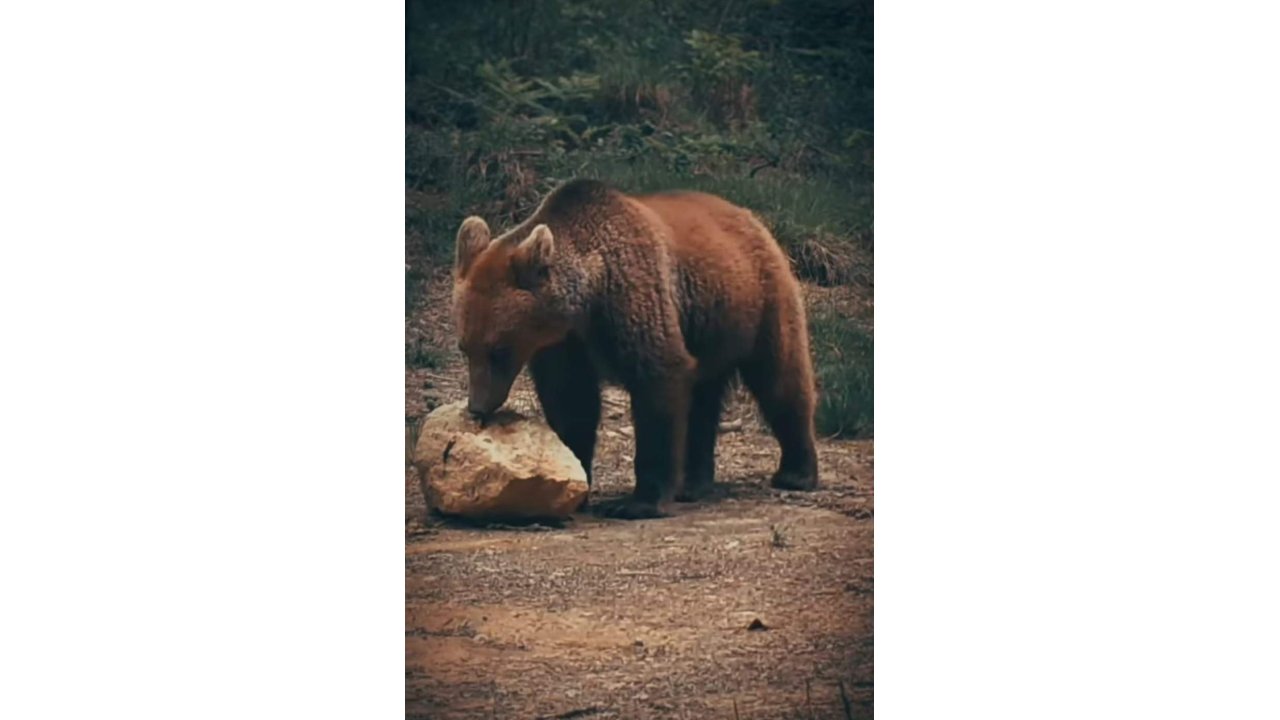 Yiyecek Arayan Ayı İle Sincaplar Kameralara Yansıdı