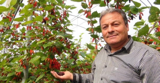 Silifke’de yılın ilk karadut hasadı başladı