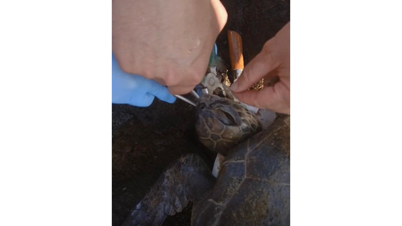 Misina Yutan Caretta Ekiplerin Müdahalesiyle Hayata Döndü