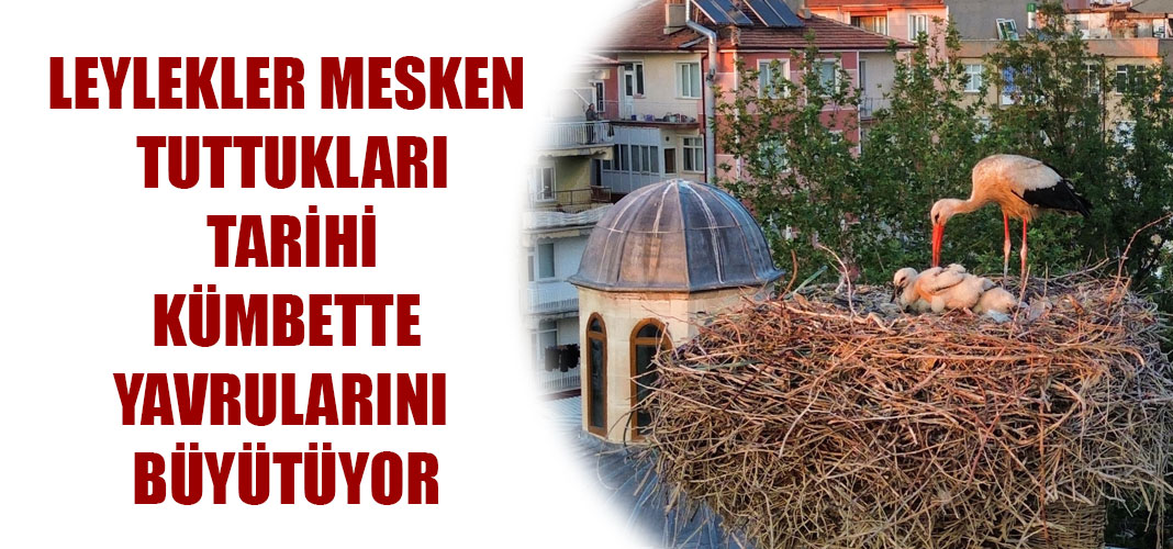 LEYLEKLER MESKEN TUTTUKLARI TARİHİ KÜMBETTE YAVRULARINI BÜYÜTÜYOR