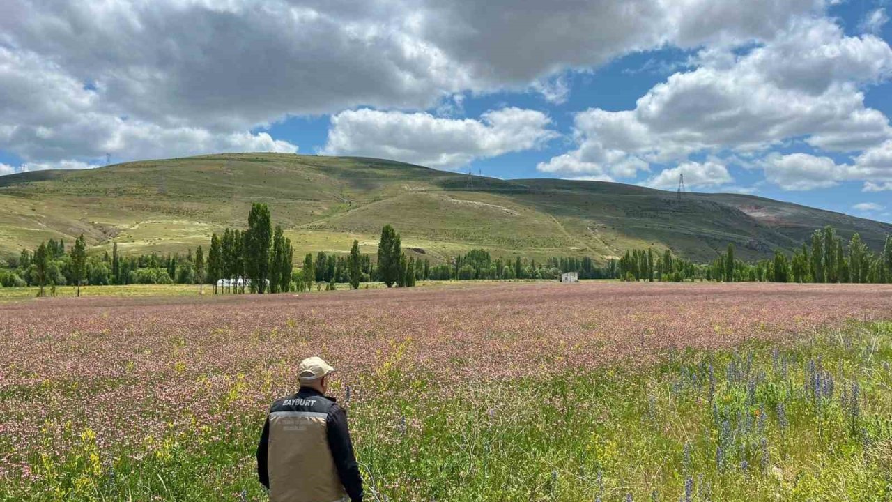 Bayburt Ve Aydıntepe’de Yem Bitkileri İçin Saha Çalışmaları Başlatıldı