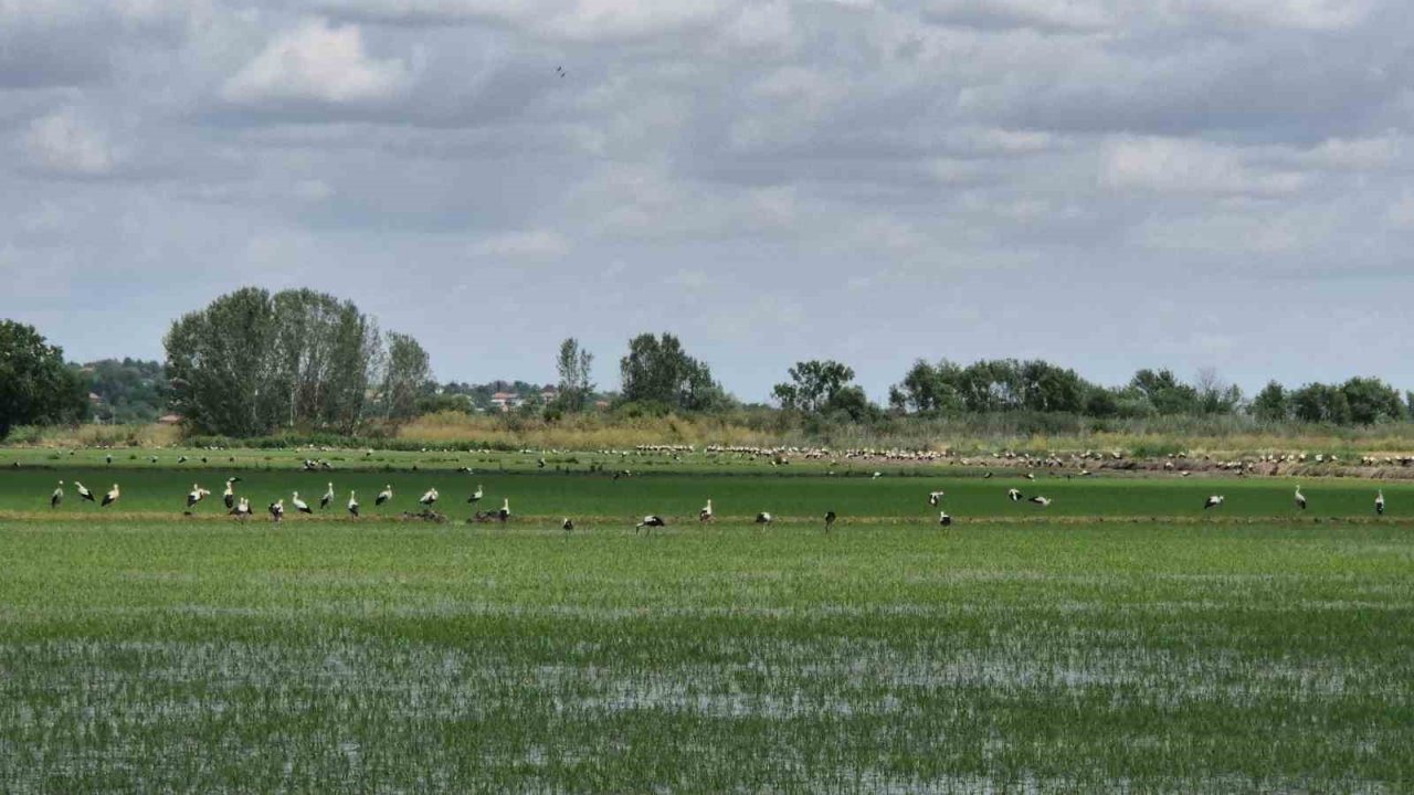 Çeltik Tarlası Değil Leylek Tarlası: Binlerce Leylek Tarlayı Kapladı