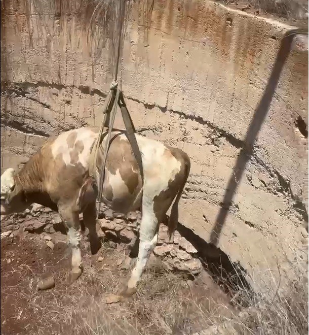 Gaziantep’te Çukura Düşen Görme Engelli Dana Kurtarıldı