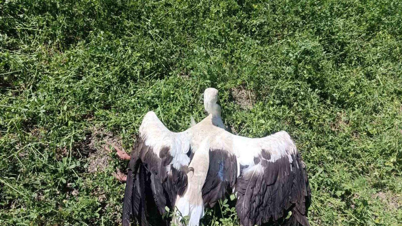 Yonca Tarlasında Yaralı Leylek Bulundu