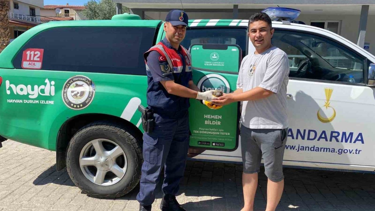 Yaralı Halde Bulunan Baykuş, Jandarma Ekiplerince Kurtarıldı