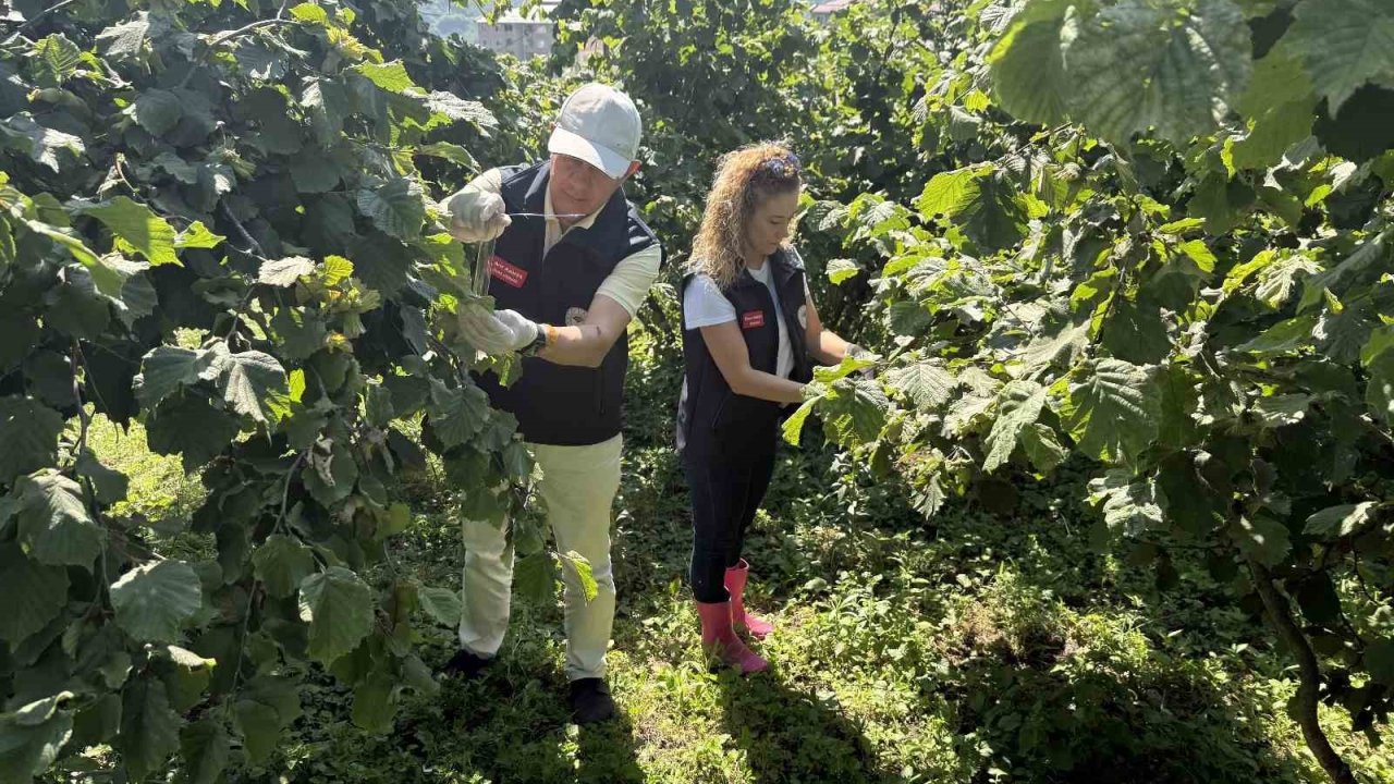 Giresun’da Kahverengi Kokarca İle Biyolojik Mücadele Sürüyor