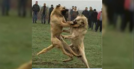 Köpek dövüştüren ve kulağını keserek eziyet eden şahsa 12 bin 613 TL ceza