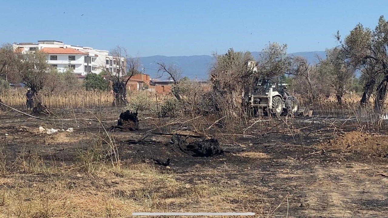 Burhaniye’de Çıkan Yangında Çok Sayıda Zeytin Ağacı Kül Oldu