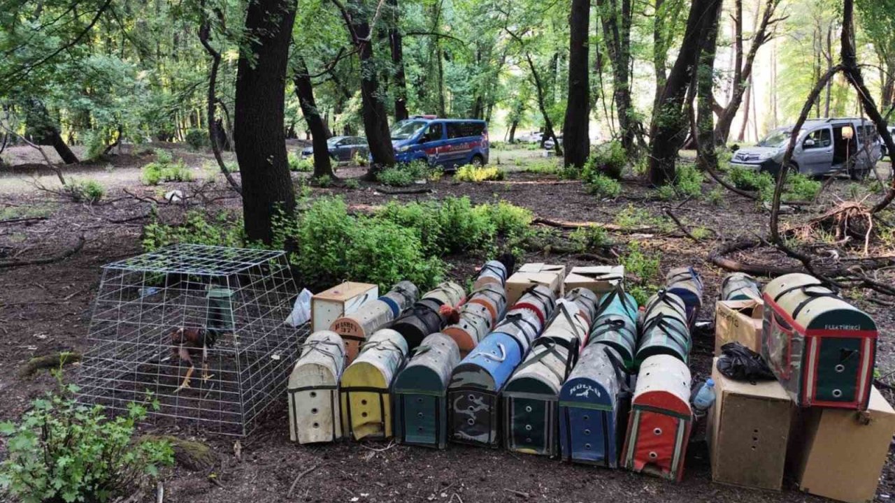 Hayvanları Koruma Derneği Başkanı Horoz Dövüştürürken Yakalandı