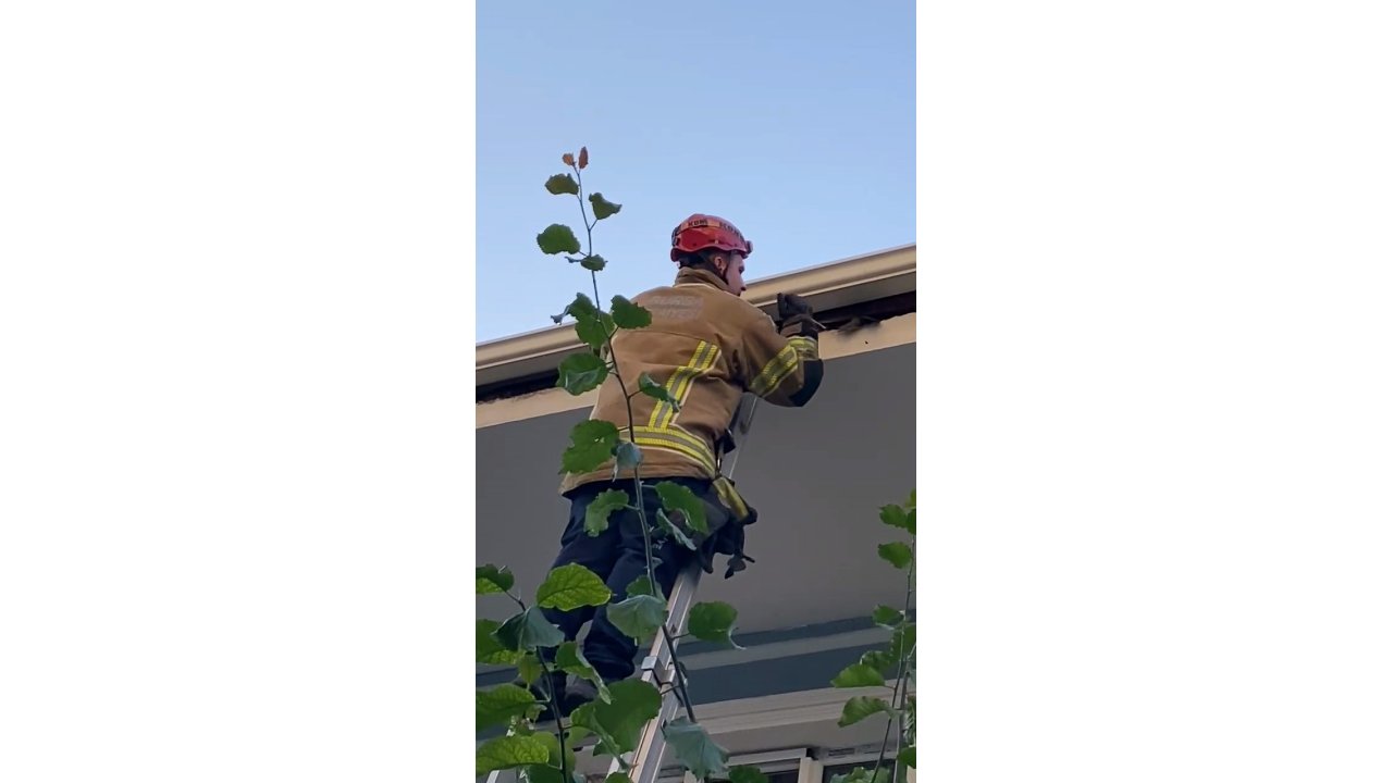 Çatıya Sıkışan Kuş İtfaiye Tarafından Kurtarıldı