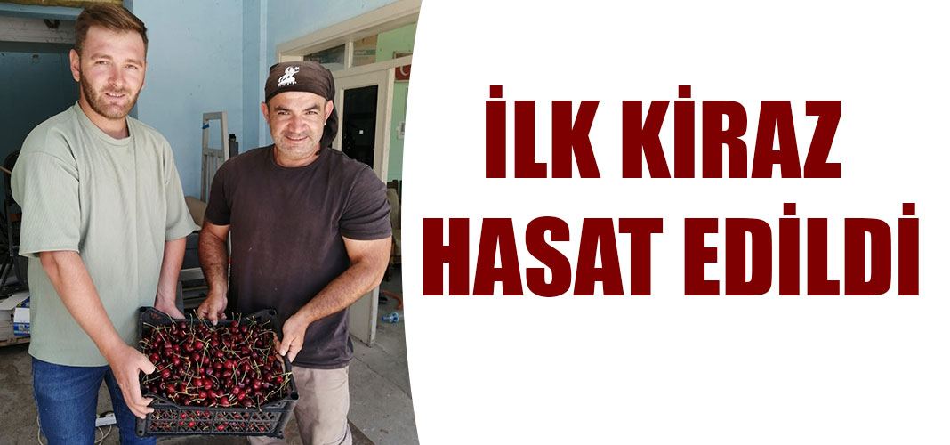ilk kiraz hasat edildi
