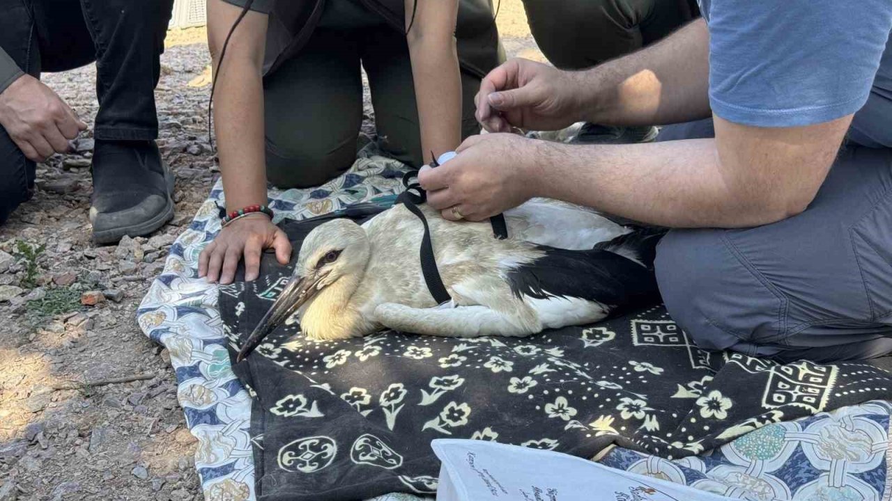 Yaren’in Yavruları, Uydudan Takip Edilecek