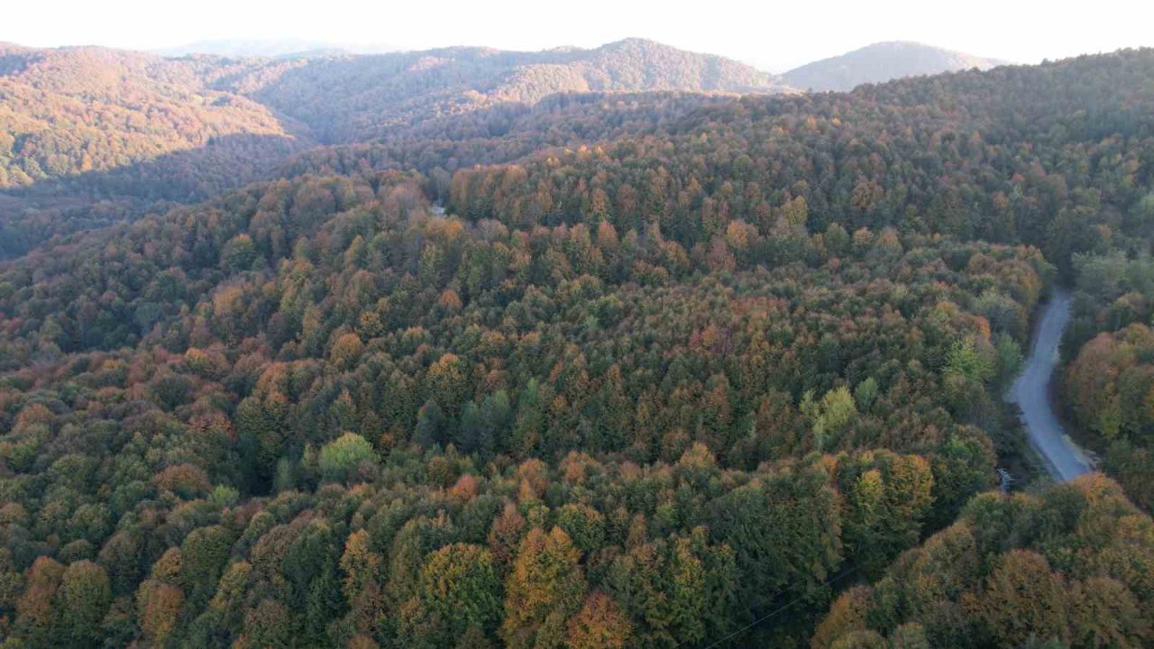 Zonguldak Valiliği 30 Eylül’e Kadar Ormanlara Girişleri Yasakladı