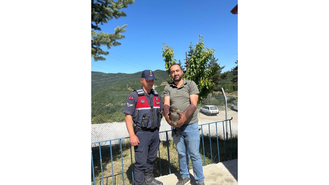 Kastamonu’da Yaralı Halde Bulunan Karabatak Ve Karga Yeniden Doğaya Salındı