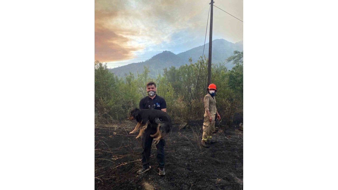 Orman Yangınında Alevlerin Ortasındaki Köpeği Kurtaran Görevli Takdir Topladı