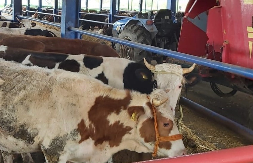 Selendi’nin 8 Mahallesinde Şap Alarmı