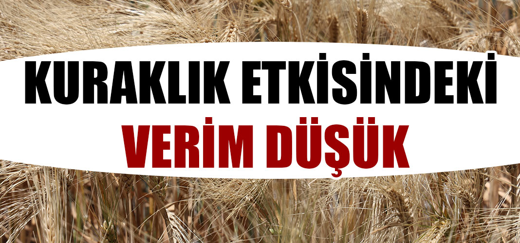 Kuraklık etkisindeki verim düşük
