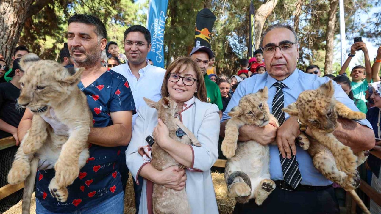 Cumhurbaşkanı Erdoğan’a Hediye Edilen Aslanların Üç Yavrusu Doğdu