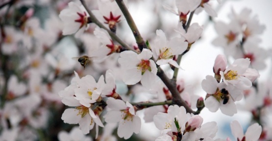 Tokat’ta badem ağaçları çiçek açtı