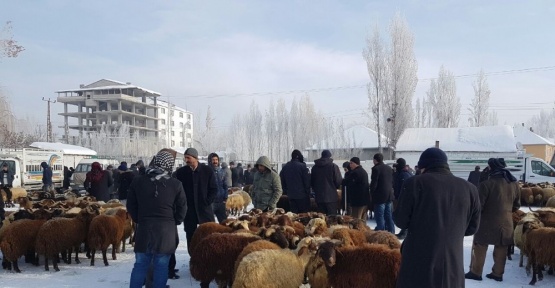 Patnos Ziraat Odası Başkanı Hakverdi, hayvan pazarında incelemede bulundu