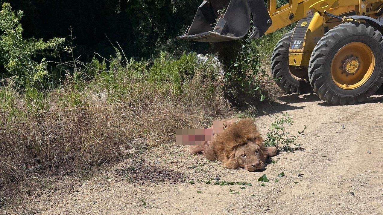 Antalya Valiliği’nden Hayvanat Bahçesinden Kaçan Aslana İlişkin Açıklama