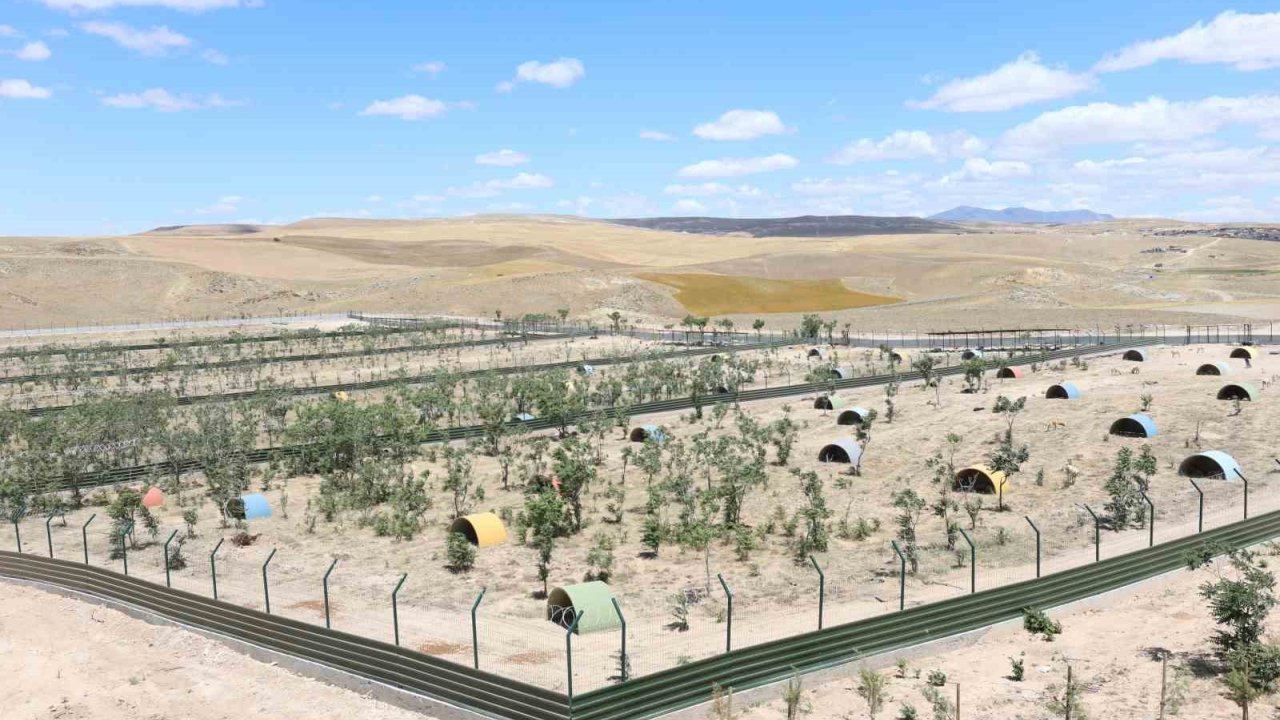 Aksaray’da Sahipsiz Hayvanlar Yeni Yuvalarına Kavuştu