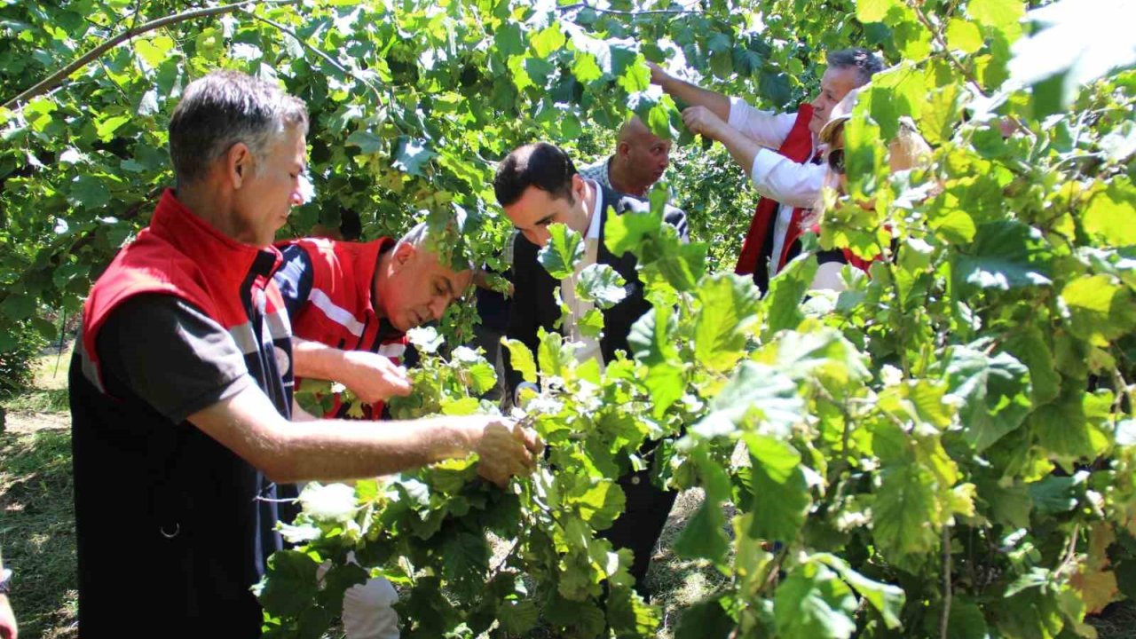Türkiye’de En Çok Fındık Üretilen İkinci İl Olan Samsun’da Rekolte Tahmini Çalışmaları