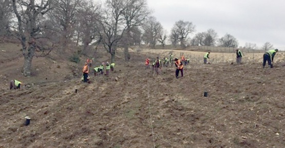 Isparta’ya trüf ormanı