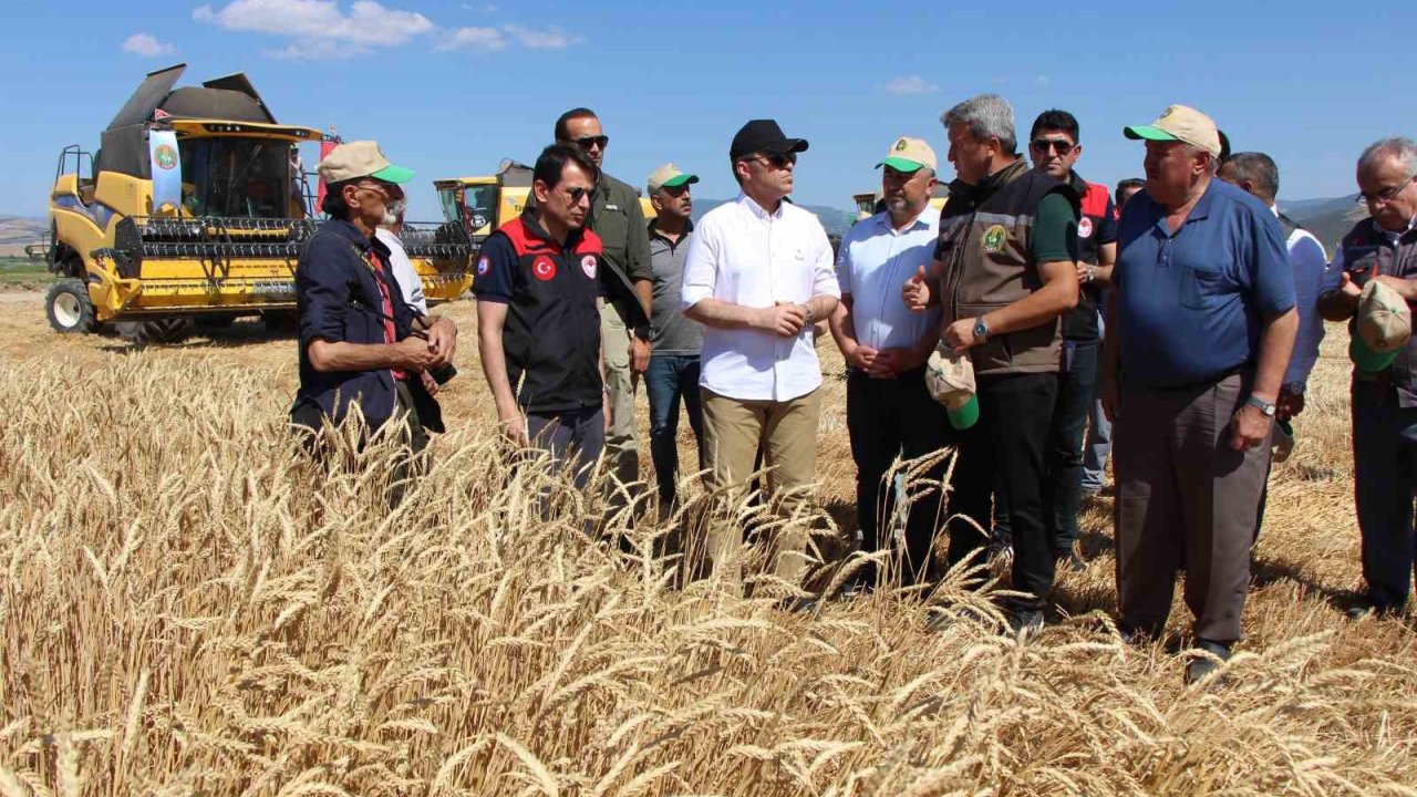 Gökhöyük’te 4 Bin Ton Tohumluk Buğday Üretimi Bekleniyor