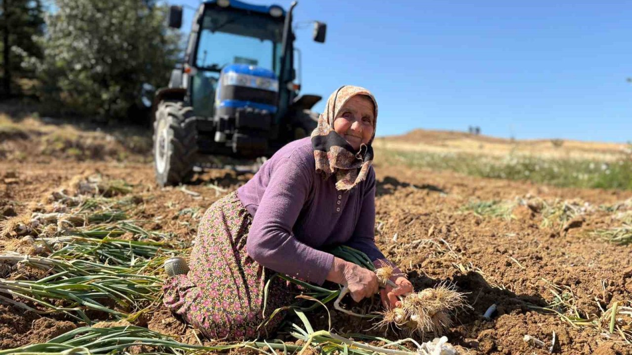 Dünyaca Ünlü Taşköprü Sarımsağında Hasat Dönemi Başladı