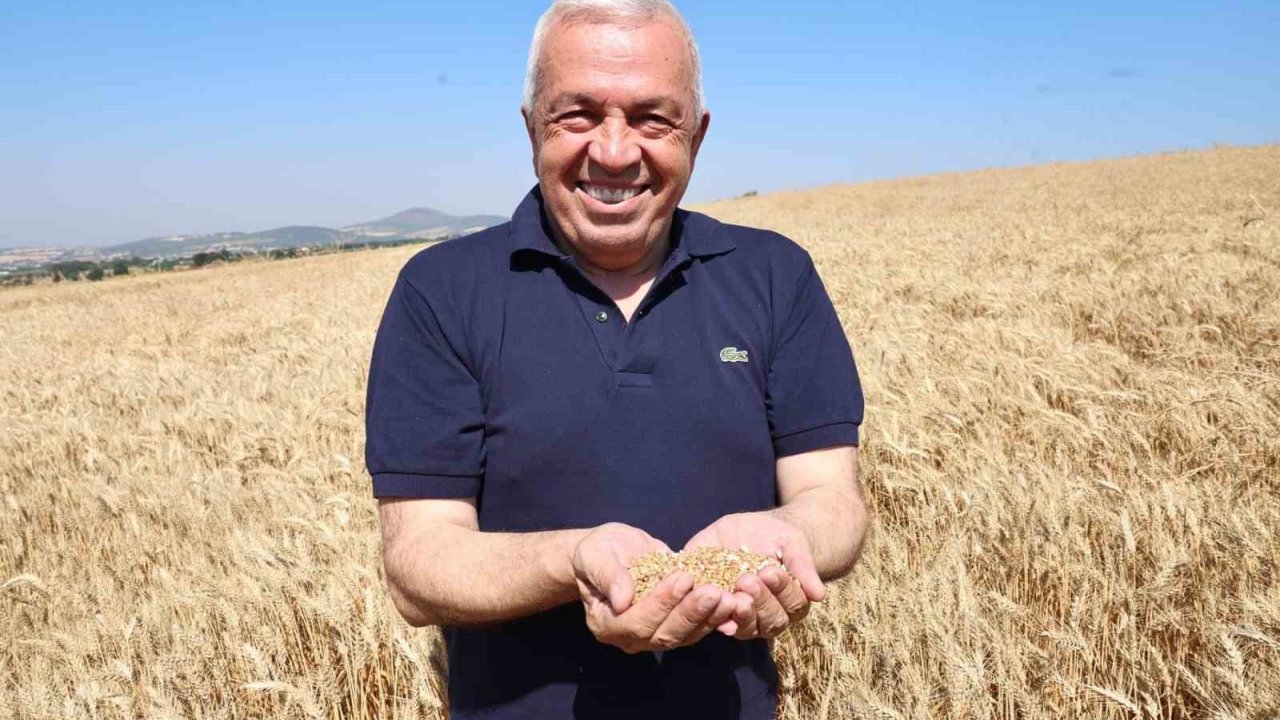 Nilüfer’de Buğday Hasadı Başladı