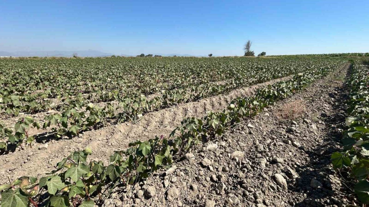 Söke Ovası’nda Tarımsal Sulama Suyu Krizi Giderek Büyüyor