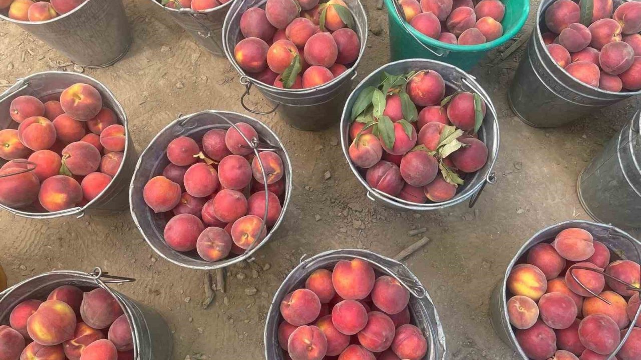 Bursa Şeftalisinde Hasat Başladı Çiftçi Fiyattan Memnun