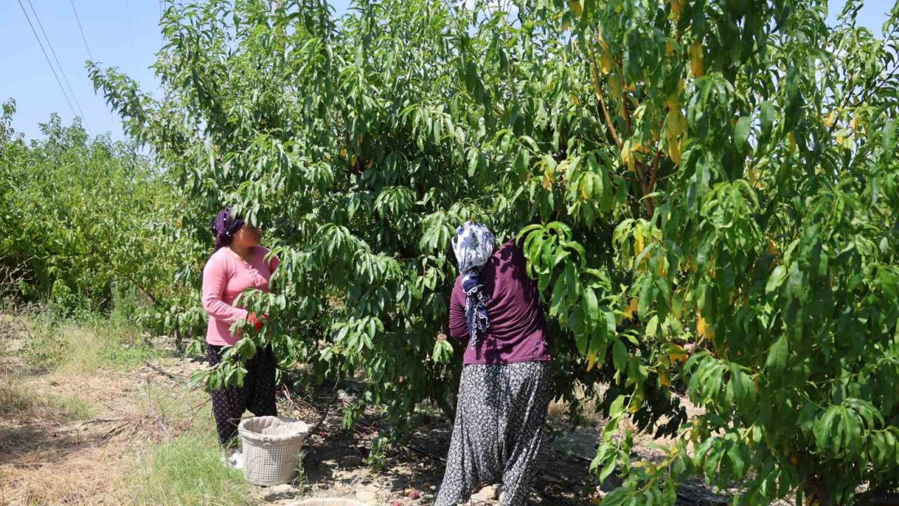 Adana’da Şeftali Hasadı Başladı: Don Vuran Bahçelerde Rekolte Düştü