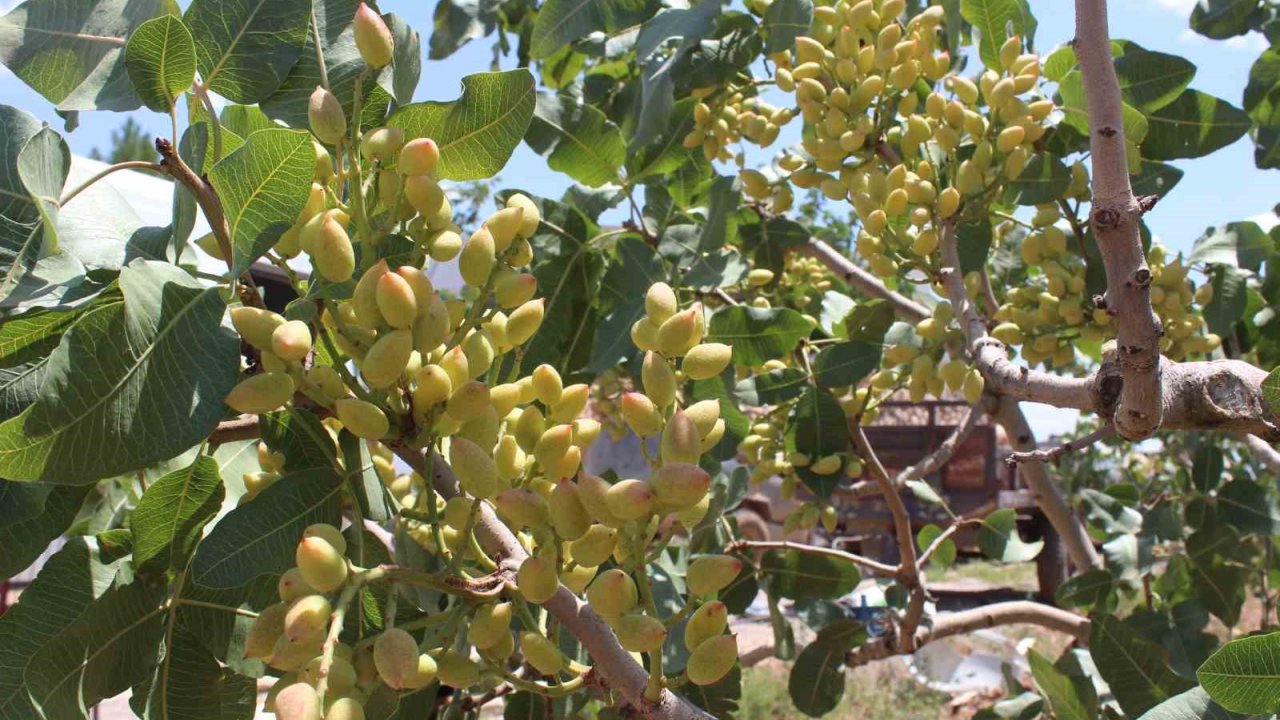 Siirt’te Fıstık İçin Rekolte Tespit Çalışmaları Sürüyor
