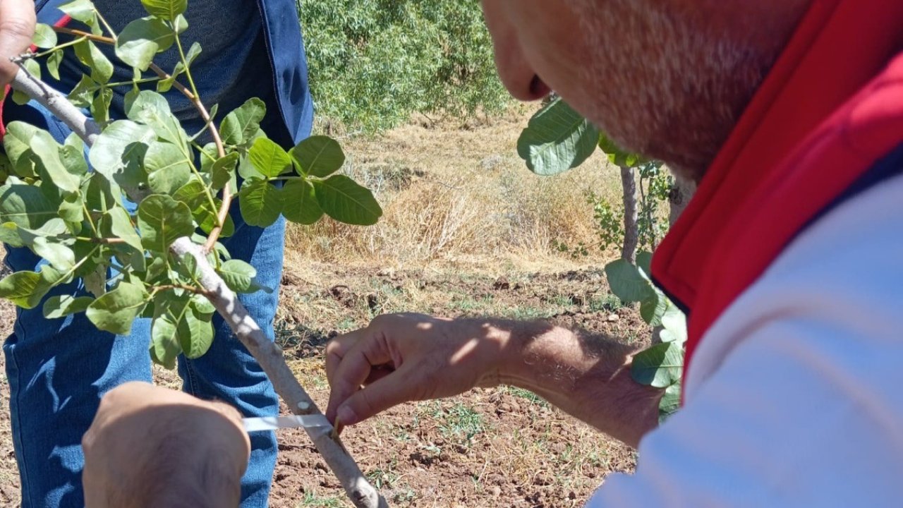 Siirt’te Fıstık Üreticilerine Uygulamalı Eğitim