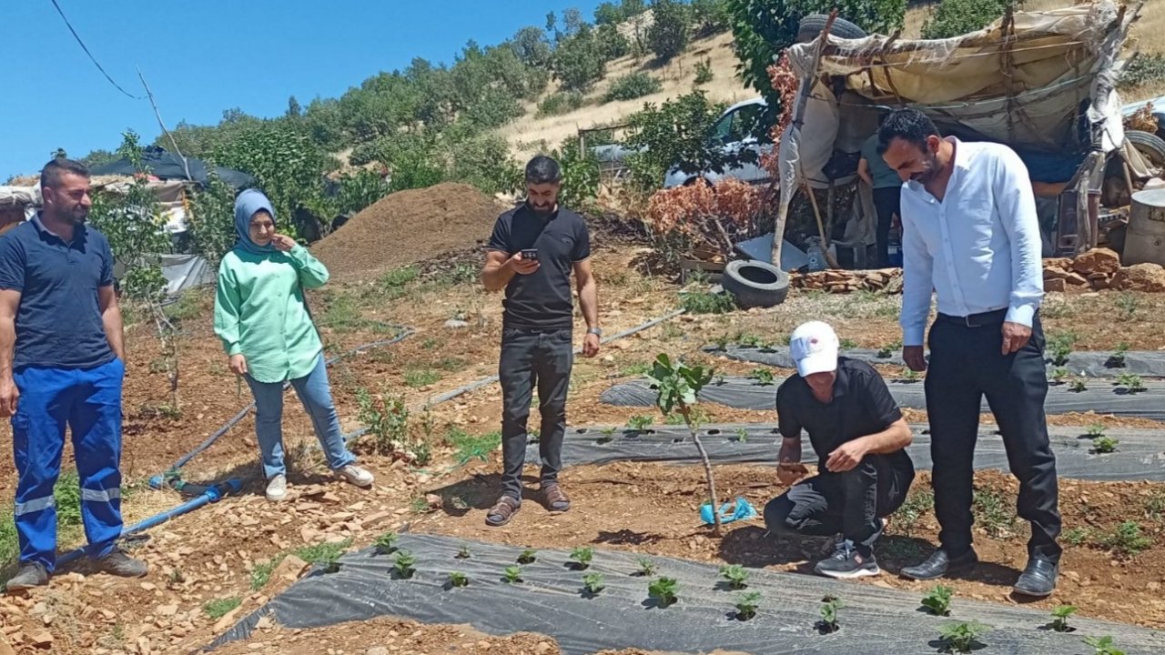 Siirt’te Bitkisel Üretim Alanlarında Hastalık Ve Zararlı Takibi Sürüyor