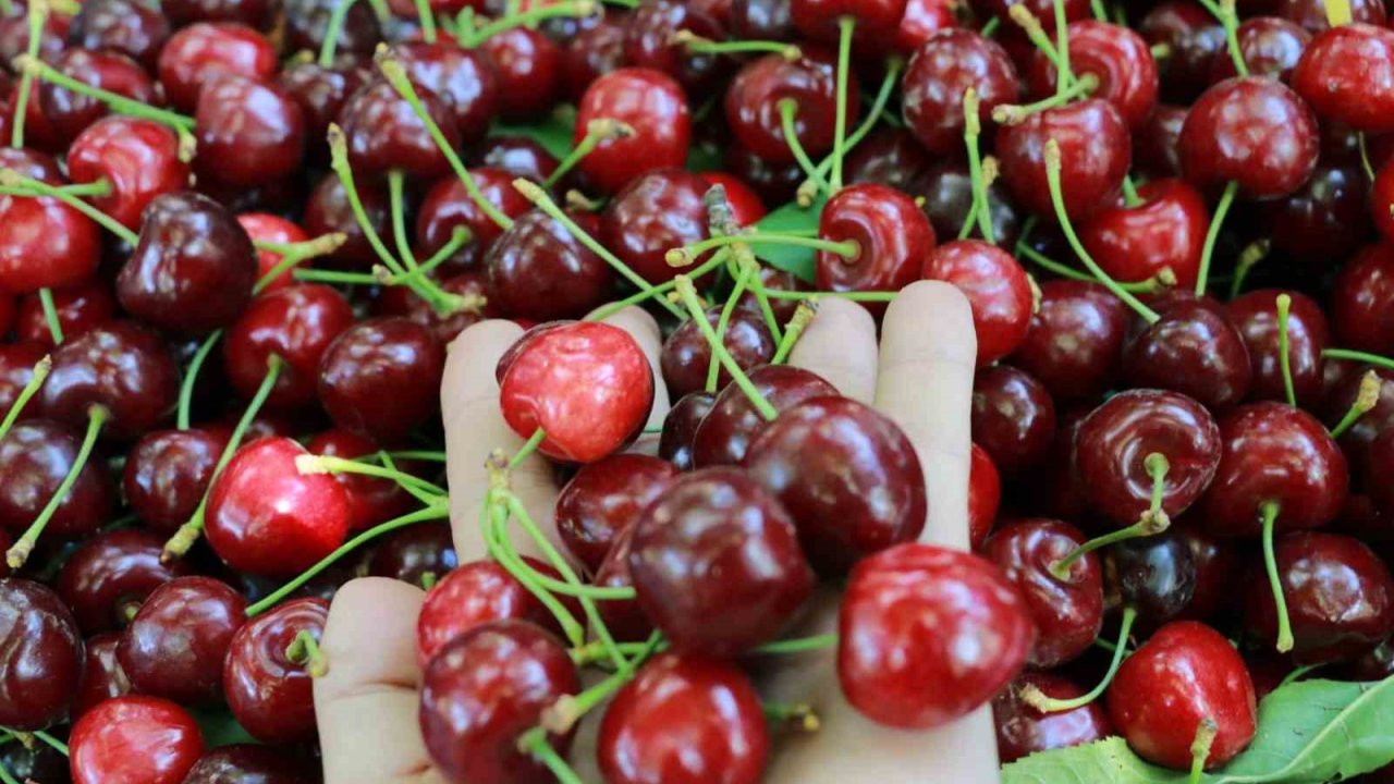 Konya’da Hadim Kirazında Hüzünlü Hasat