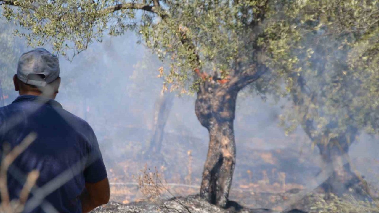 Ayvalık’ta Yerleşim Sitesinin Yanında Zeytinlik Yangını