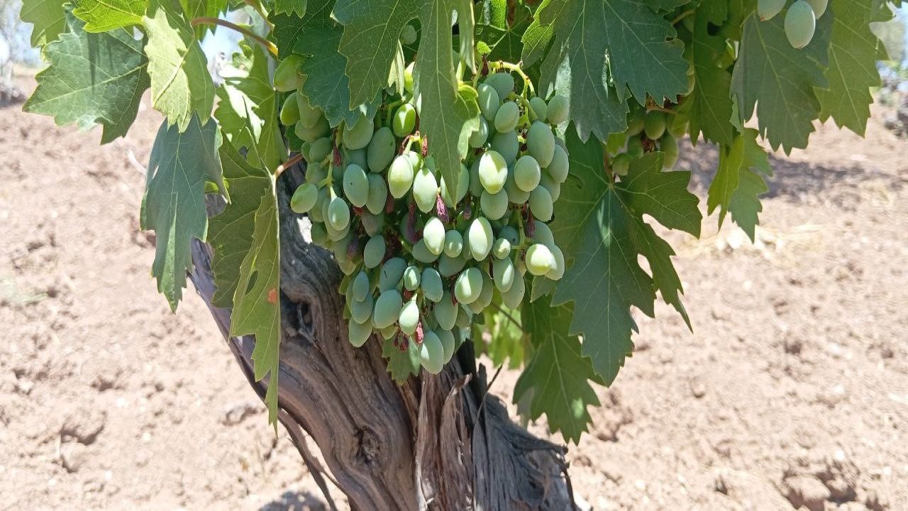 Horoz Karası Üzümünde Kara Yıl