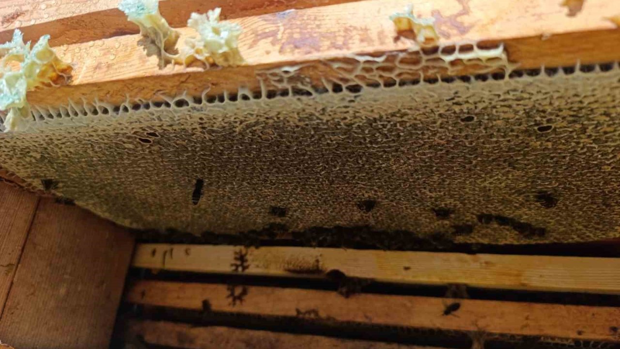 Bal Gibi Sezon Arıcıların Yüzünü Güldürdü