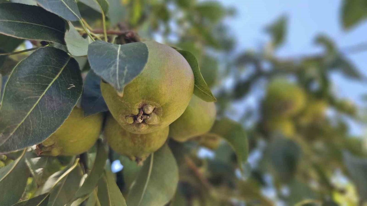 Emekli Madenci Bursa’da Kurduğu Armut Bahçesinden 80 Tonluk Hasat Bekliyor