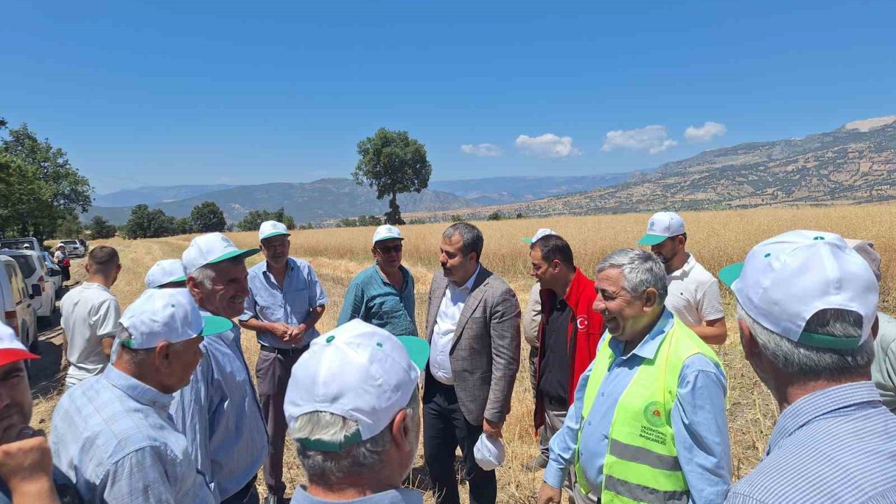 Vezirköprü’de Kanola Hasadı Başladı