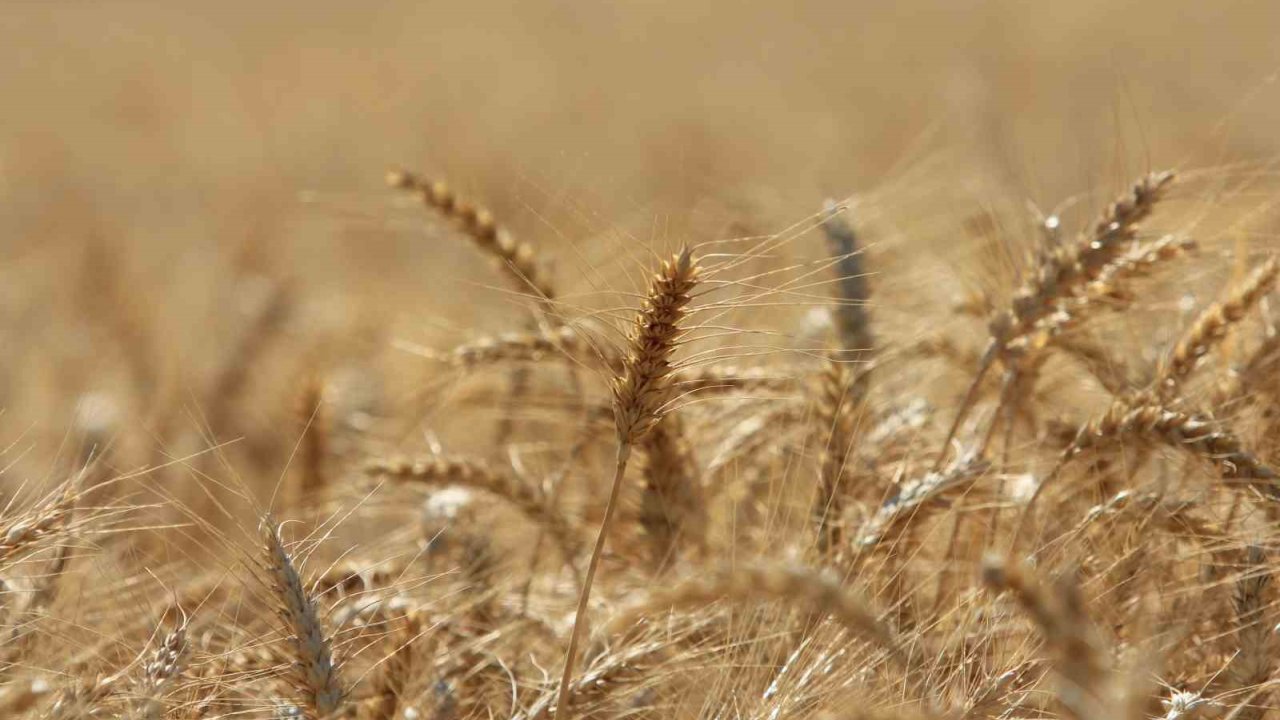 Abd Tarım Bakanlığı Türkiye Buğday Üretimini 16,3 Milyon Ton Bekliyor
