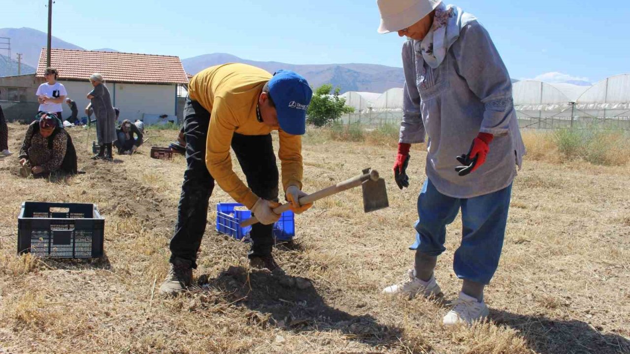 Elmalı’da Safran Soğanı Hasadı Başladı