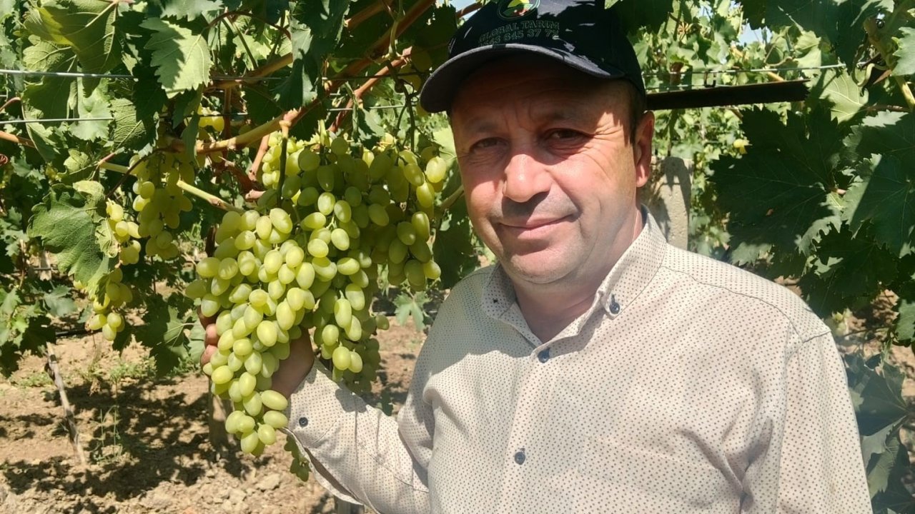 Sarıgöl Ovası’nda Erkenci Üzüm Alımları Başladı