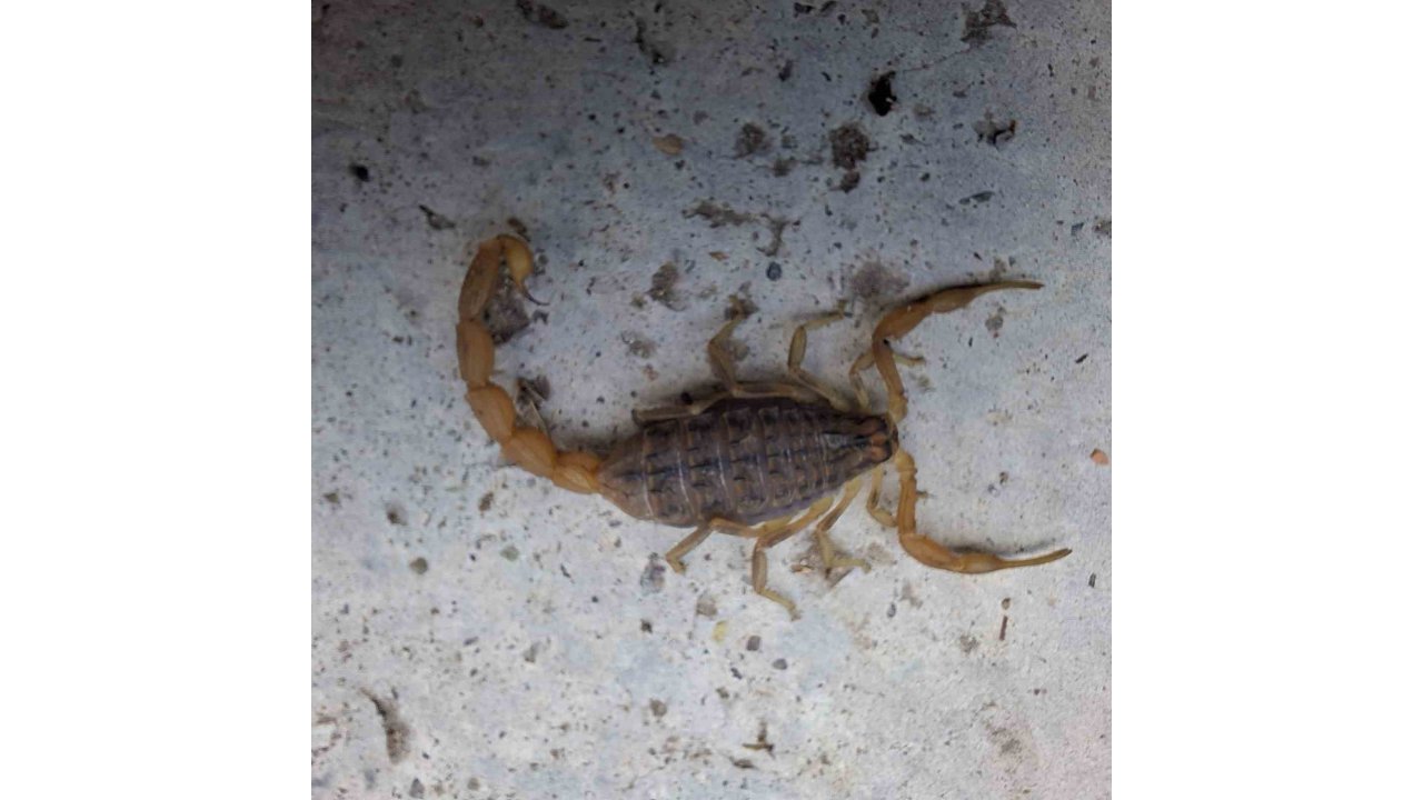 Çorum’da Zehirli Akrep Eve Girmeye Çalışırken Yakalandı