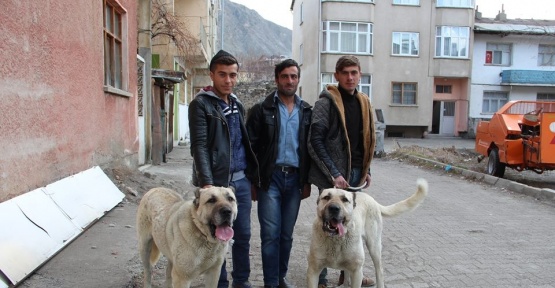 Oltulu Gençler Kangallarını Hollanda için hazırladılar